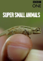 super tiny animals
